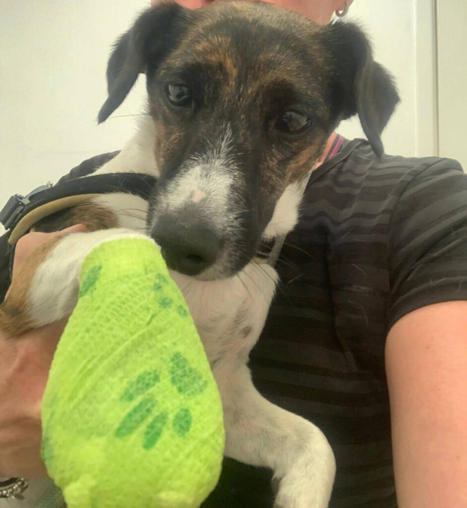 Dog Hydrotherapy in Teesside